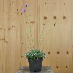 Centaurea simplicicaulis