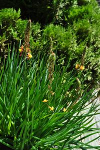 bulbine-frutescens-sunset-orange-3639.jpg