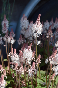 tiarella-spring-symphony-2131-3099-1.jpg