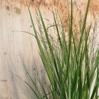 panicum-virgatum-cloud-nine-1838-3349.jpg