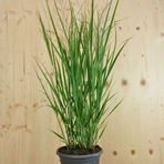 panicum-virgatum-cloud-nine-25er-1838.jpg