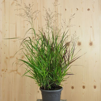 panicum-virgatum-cheyenne-sky-21er-3122.jpg