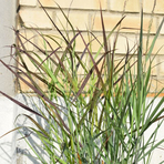 panicum-virgatum-cheyenne-sky-3122.jpg
