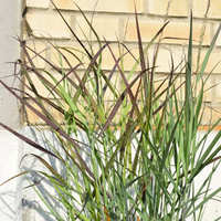 panicum-virgatum-cheyenne-sky-3122.jpg