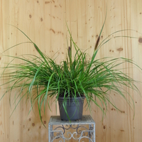 pennisetum-alopecuroides-moudry-21er-1307-2.jpg