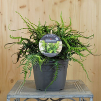 asplenium-ebenoides-16er-3277.jpg