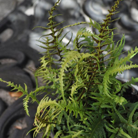 asplenium-ebenoides-3277.jpg