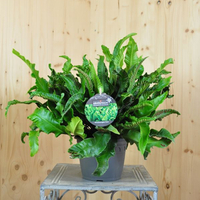 asplenium-scolopendrium-16er-3278.jpg