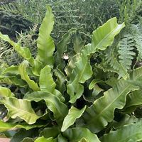 asplenium-scolopendrium-3278-3-v.jpg