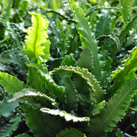 asplenium-scolopendrium-angustifolia-3297.jpg