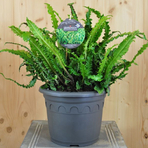 asplenium-scolpendrium-angustifolia-21er-3297.jpg