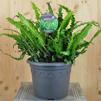 asplenium-scolpendrium-angustifolia-21er-3297.jpg