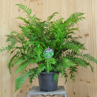 athyrium-filix-femina-victoriae-21er-3300-v.jpg