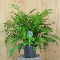 athyrium-filix-femina-victoriae-21er-3300.jpg