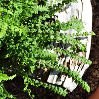 athyrium-filix-femina-frizelliae-3279.jpg
