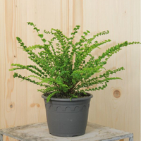 athyrium-filix-femina-frizzeliae-3279.jpg