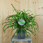 athyrium-filix-femina-frizzilae-16er-3279.jpg