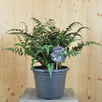 athyrium-niponicum-metallicum-21er-3301.jpg