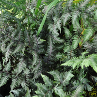 athyrium-niponicum-metallicum-3301-1.jpg