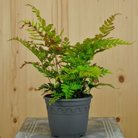 dryopteris-erythrosora-prolifica-14er-3605.jpg
