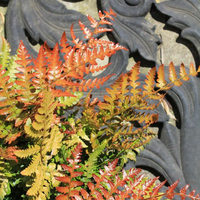 dryopteris-erythrosora-prolifica-3310-3605.jpg
