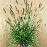 pennisetum-alopecuroides-moudry-21er-1307.jpg