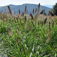 pennisetum-moundry-1307-2339.jpg