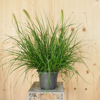 pennisetum-alopecuroides-hameln-21er-1305.jpg