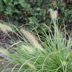 pennisetum-hameln-1305-1236.jpg