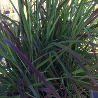schizachyrium-scoparium-standing-ovation-3126-1-v.jpg
