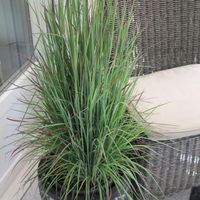 schizachyrium-scoparium-standing-ovation-3126-2-v.jpg