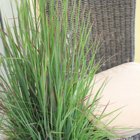 schizachyrium-scoparium-standing-ovation-3126.jpg