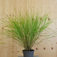 stipa-arundinacea-16er-3485.jpg