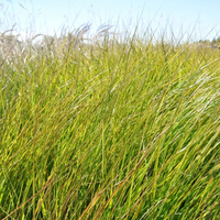 stipa-arundinaceae-3485.jpg