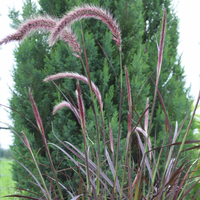 pennisetum-rubrum-2191-1783-1862.jpg