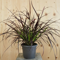 pennisetum-setaceum-rubrum-21er-1783-v.jpg