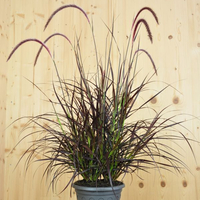 pennisetum-setaceum-rubrum-21er-1783.jpg