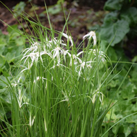 rhynchospora-2097-1308.jpg