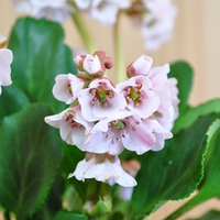 bergenia-cultivars-zartrosa-3957-3981-3935.jpg