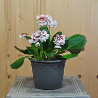 bergenia-cultivars-zartrosa-16er-3957.jpg