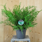 dryopteris-filix-mas-linearis-polydactylon-21er-3311.jpg