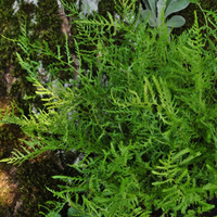dryopteris-filix-mas-linearis-polydactylon-3311-2.jpg