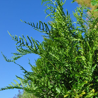dryopteris-filix-mas-linearis-polydactylon-3311.jpg