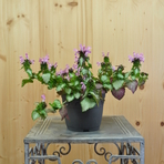 lamium-pink-chablis-14er-3846.jpg