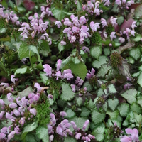 lamium-pink-chablis-3846.jpg