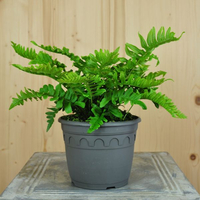 polypodium-vulgare-bifido-multifidum-14er-3611.jpg