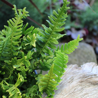 polypodium-vulgare-bifido-multifidum-3287-3611.jpg