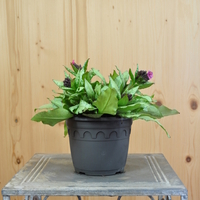 pulmonaria-sacharata-silver-bouquet-14er-3943-2.jpg