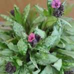 pulmonaria-sacharata-silver-bouquet-3943.jpg