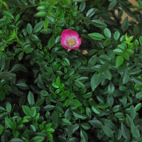 rosa-cutie-pie-3900.jpg
